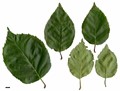 SpeciesSub: subsp. occidentalis SpeciesSub: subsp. occidentalis